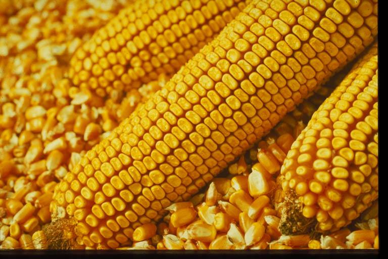 Abb. 7: Mais als Rohstoff für biologisch abbaubare Kleidung*
